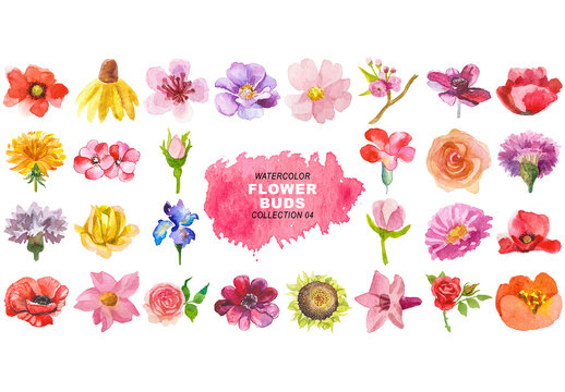 Watercolor painted flower buds clipart. Hand drawn flower design elements isolated on transparent background