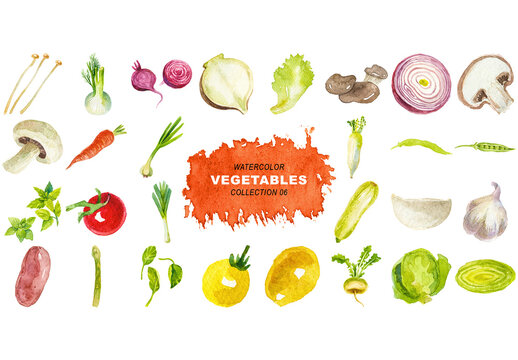 Watercolor painted collection of vegetables. Hand drawn fresh food design elements isolated on transparent background.