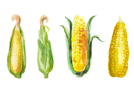 Watercolor painted corn clipart. Hand drawn fresh food design elements isolated on transparent background.
