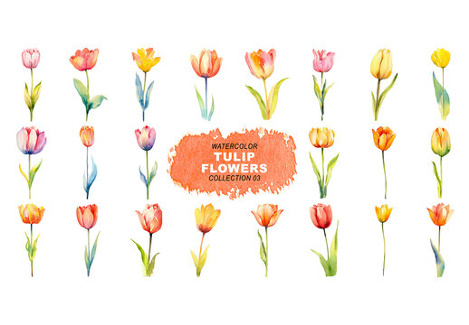 Watercolor painted style - tulip flowers clipart isolated on transparent background. Created using Generative AI.