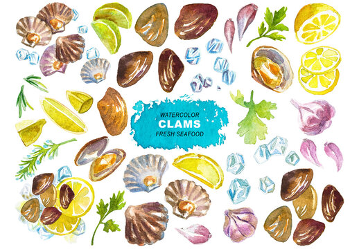 Watercolor painted clams clipart. Hand drawn fresh seafood design elements isolated on transparent background.