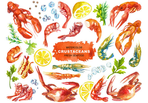 Watercolor painted lobster, crayfish, crabs, shrimps Hand drawn fresh seafood design elements