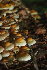 Nature, Forest, Mushrooms