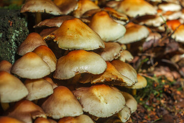 Nature, Forest, Mushrooms