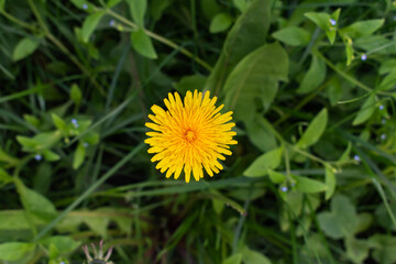 A close-up of a dandelion flower. View from above. Yellow dandelion flower in green grass....