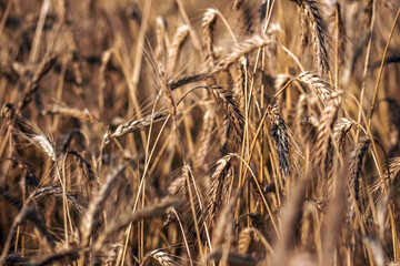 Agriculture - Fields and Farming - harvest