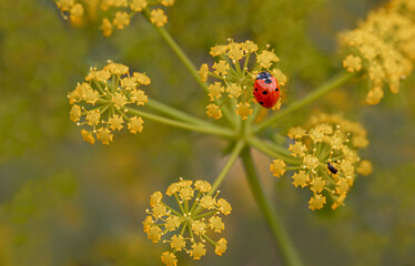 Ladybug (Coccinella septempunctata) feeding on Yellow Fennel Flower (Foeniculum vulgare)