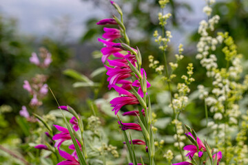 Wild Gladiolus illyricus flowers growing in the natural environment on Nif Mountain, Izmir.