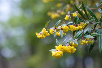 Flowering branch of Berberis julianae C.K. Schneid. (family Berberidaceae). Yellow spring barberry flowers background.