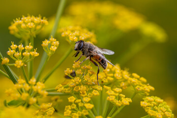 Drone fly (Hemipenthes morio) feeding on Yellow Fennel Flower (Foeniculum vulgare).