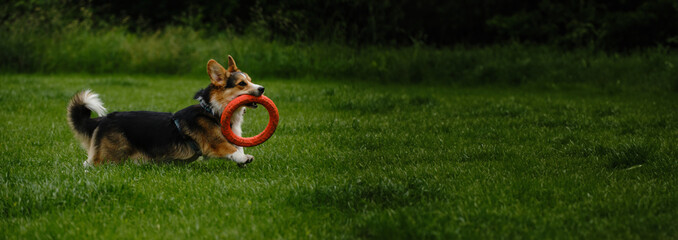 Charming Welsh corgi Pembroke tricolor walks in the spring park, running with round toy on the...