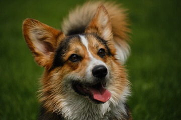 Portrait of a happy Welsh corgi Pembroke tricolor in close-up outside on a spring day. Adorable dog walks in the park and poses. Fluffy doggy on green lawn.