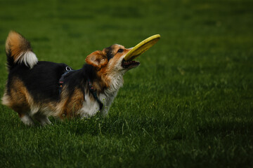Charming Welsh corgi Pembroke tricolor walks in the spring park, running with a toy disc on the...