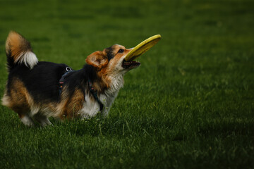 Charming Welsh corgi Pembroke tricolor walks in the spring park, running with a toy disc on the...