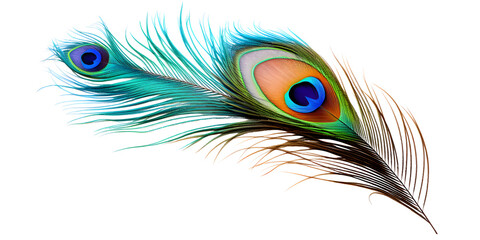 attractive and colorful peacock feather isolated on transparent background