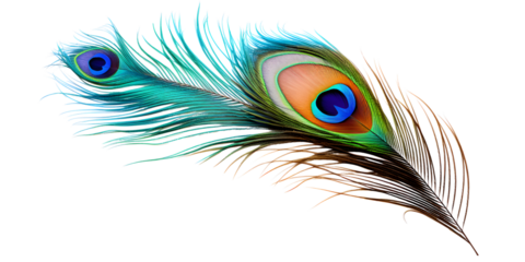attractive and colorful peacock feather isolated on transparent background