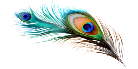Fotobehang attractive and colorful peacock feather isolated on transparent background © Real Stuff