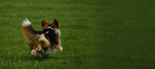 Charming Welsh corgi Pembroke tricolor walks in the spring park, running merrily on the green grass. A carefree and happy pet life. A dog with a funny face in motion.