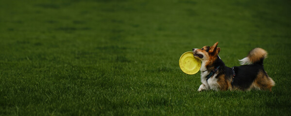 Welsh corgi Pembroke tricolor walks in the spring park, running with a toy disc on the green grass....