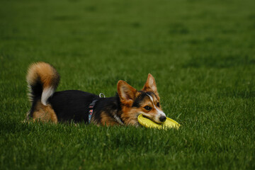 Charming Welsh corgi Pembroke tricolor walks in the spring park, relaxing lying down in the green...