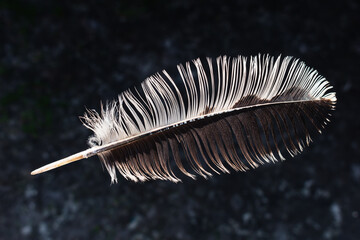 Black and white feather on a dark gray background