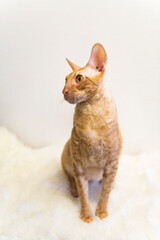 Porträt eines roten Cornish Rex Katers