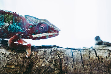 Portrait d'un caméléon coloré sur une branche dans un terrarium