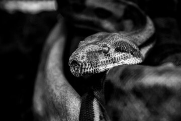Portrait d'un magnifique boa constricteur	