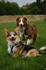 Two dogs posing in a green spring field. Brown fluffy Australian Shepherd and tricolor Welsh corgi Pembroke on walk in the summer park. Happy pets outside.