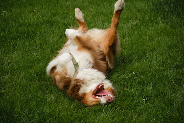 Happiness and relaxation of pet outdoor. Charming carefree dog is lying on back, exposing belly to...