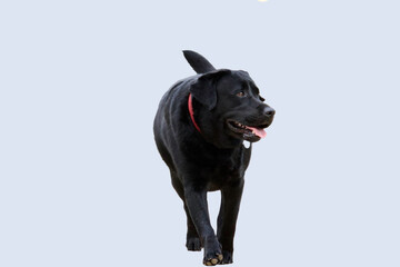 Front view of a fat, black labrador dog , walking and looking away on its left on a bright blue background.