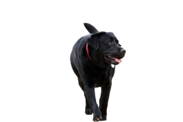 Front view of a black labrador dog , walking and looking away on its left on a white background.