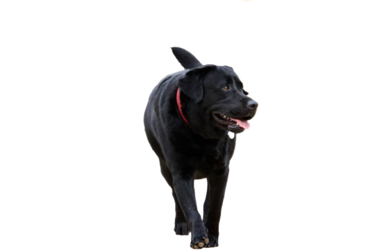 Front view of a black labrador dog , walking and looking away on its left on a white background.