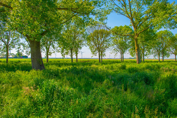 Trees along an agricultural field under a blue sky in a rural area in springtime, Almere, Flevoland, The Netherlands, May 13, 2024