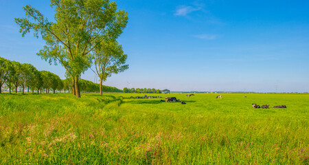 Cows in a green grassy meadow in springtime, Almere, Flevoland, The Netherlands, May 13, 2024