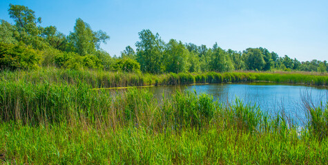 he edge of a lake with reed in wetland in springtime, Almere, Flevoland, The Netherlands, May 13,...
