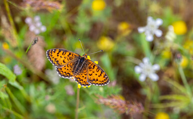 Beautiful Iparhan butterfly (Melitaea syriaca) on the plant