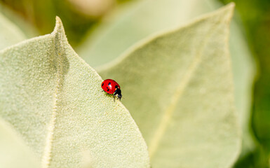 Ladybug (Coccinella septempunctata) on plant