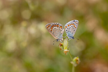 Anatolian Brown Eye butterflies (Plebejus modicus) mating on the plant