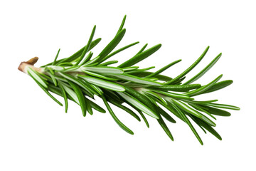Fototapeta premium Whispers of Rosemary. On a White or Clear Surface PNG Transparent Background.