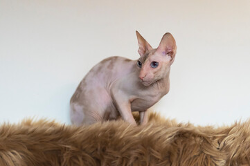 Porträt einer Cornish Rex Katze