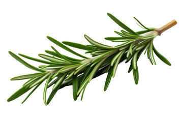 Whispers of Nature: A Sprig of Rosemary. On a White or Clear Surface PNG Transparent Background.