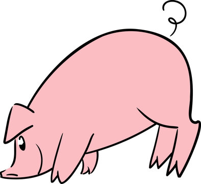 Cute little pig posing with the nose on the ground from side view	