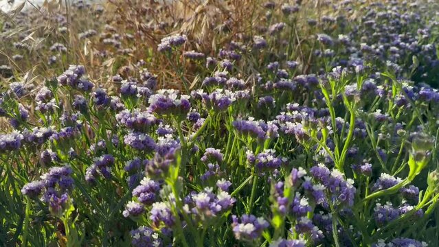 Mediterranean. Shore overgrown with Limonium sinuatum at sunset in strong wind