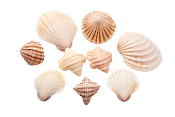 Symphony of the Sea: A Whimsical Gathering. On a White or Clear Surface PNG Transparent Background.