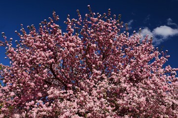 a spectacular pink crab apple tree in bloom against a blue sky in the spring in broomfield,...