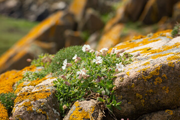 Yellow orange  moss covers the rock on a seaside 