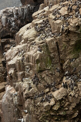 Group of grey seabirds sitting on cliffs and rocks in Ireland 