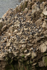 Group of grey seabirds sitting on cliffs and rocks in Ireland 