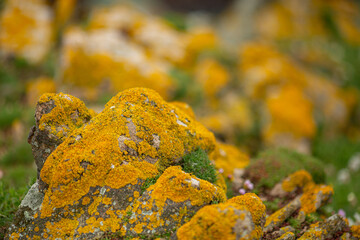 Yellow orange  moss covers the rock on a seaside 